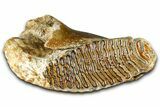 Fossil Woolly Mammoth Partial Lower Jaw with M - North Sea #370405-6
